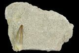 Fossil Plesiosaur (Zarafasaura) Tooth - Morocco #127401-1